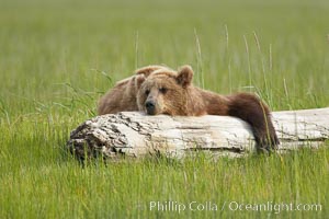 Lazy grizzly bear naps on a log, surrounding by the grass sedge grass that is typical of the coastal region of Lake Clark National Park, Ursus arctos