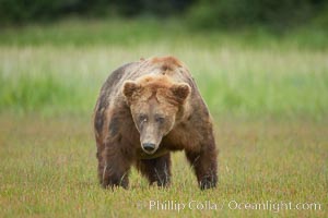 Full grown, mature male coastal brown bear boar (grizzly bear) in sedge grass meadows. Lake Clark National Park, Alaska, USA, Ursus arctos, natural history stock photograph, photo id 19161