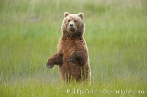 A brown bear mother (sow) stands in tall sedge grass to look for other approaching bears that may be a threat to her cubs, Ursus arctos, Lake Clark National Park, Alaska