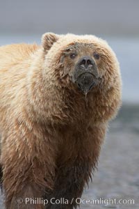 Coastal brown bear on sand flats at low tide, Ursus arctos, Lake Clark National Park, Alaska