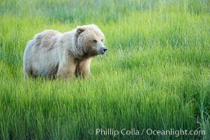 Coastal brown bear in meadow.  The tall sedge grasses in this coastal meadow are a food source for brown bears, who may eat 30 lbs of it each day during summer while waiting for their preferred food, salmon, to arrive in the nearby rivers, Ursus arctos, Lake Clark National Park, Alaska