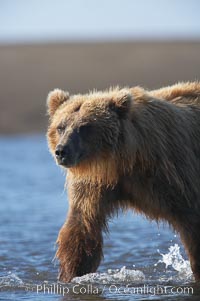 Coastal brown bear forages for salmon returning from the ocean to Silver Salmon Creek.  Grizzly bear, Ursus arctos, Lake Clark National Park, Alaska