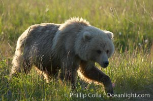 Coastal brown bear (grizzly bear) walks sedge grass meadow near Silver Salmon Creek, Ursus arctos, Lake Clark National Park, Alaska