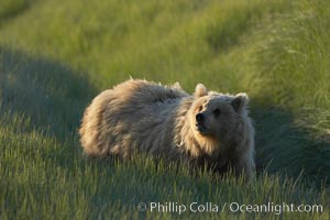 Young coastal brown bear in sedge grass meadow, Ursus arctos, Lake Clark National Park, Alaska