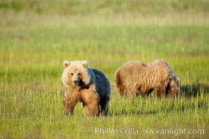 Juvenile brown bears near Johnson River.  Before reaching adulthood and competition for mating, it is common for juvenile brown bears to seek one another for companionship after leaving the security of their mothers, Ursus arctos, Lake Clark National Park, Alaska