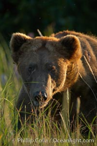 Mature male brown bear boat walks in tall sedge grass.