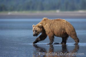 Brown bear walks on tide flats.  Grizzly bear, Ursus arctos, Lake Clark National Park, Alaska