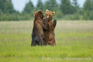 Brown bears fighting or sparring.  These are likely young but sexually mature males that are simply mock fighting for practice, Ursus arctos, Lake Clark National Park, Alaska