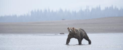 Mature male coastal brown bear boar waits on the tide flats at the mouth of Silver Salmon Creek for salmon to arrive.  Grizzly bear, Ursus arctos, Lake Clark National Park, Alaska