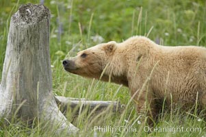 Female brown bear smells a tree stump for the scent of other bears that may be using the meadow in which she is keeping her cubs.  Large adult males pose a threat to her cubs, Ursus arctos, Lake Clark National Park, Alaska