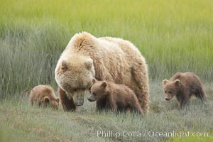 Brown bear female sow with spring cubs.  These three cubs were born earlier in the spring and will remain with their mother for almost two years, relying on her completely for their survival.