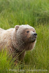 Coastal brown bear in meadow.  The tall sedge grasses in this coastal meadow are a food source for brown bears, who may eat 30 lbs of it each day during summer while waiting for their preferred food, salmon, to arrive in the nearby rivers, Ursus arctos, Lake Clark National Park, Alaska