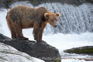 Brown bear (grizzly bear), Ursus arctos, Brooks River, Katmai National Park, Alaska