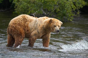 A large, old brown bear (grizzly bear) wades across Brooks River. Coastal and near-coastal brown bears in Alaska can live to 25 years of age, weigh up to 1400 lbs and stand over 9 feet tall, Ursus arctos, Katmai National Park