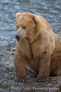 A large, old brown bear (grizzly bear) wades across Brooks River. Coastal and near-coastal brown bears in Alaska can live to 25 years of age, weigh up to 1400 lbs and stand over 9 feet tall, Ursus arctos, Katmai National Park