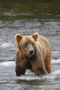 Brown bear (grizzly bear), Ursus arctos, Brooks River, Katmai National Park, Alaska