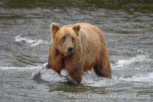 Brown bear (grizzly bear), Ursus arctos, Brooks River, Katmai National Park, Alaska