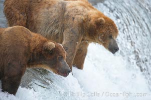 A large, old brown bear (grizzly bear) wades across Brooks River. Coastal and near-coastal brown bears in Alaska can live to 25 years of age, weigh up to 1400 lbs and stand over 9 feet tall, Ursus arctos, Katmai National Park