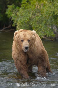 A large, old brown bear (grizzly bear) wades across Brooks River. Coastal and near-coastal brown bears in Alaska can live to 25 years of age, weigh up to 1400 lbs and stand over 9 feet tall, Ursus arctos, Katmai National Park