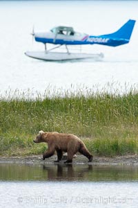 Floatplane lands on Brooks Lake near a brown bear (grizzly bear), Ursus arctos, Katmai National Park, Alaska