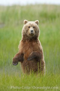 A brown bear mother (sow) stands in tall sedge grass to look for other approaching bears that may be a threat to her cubs.