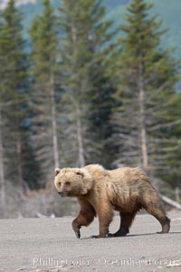 Coastal brown bear walking on sand beach, Ursus arctos, Lake Clark National Park, Alaska