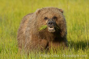 Young brown bear grazes in tall sedge grass.  Brown bears can consume 30 lbs of sedge grass daily, waiting weeks until spawning salmon fill the rivers, Ursus arctos, Lake Clark National Park, Alaska