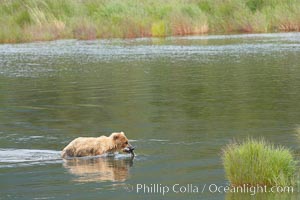 Brown bear walks through the marsh that edges Brooks River, Ursus arctos, Katmai National Park, Alaska