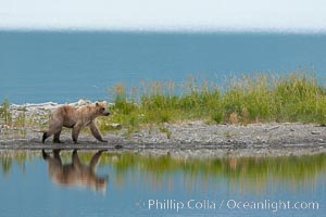Brown bear reflected in the Brooks River at the edge of Brooks Lake, Ursus arctos, Katmai National Park, Alaska