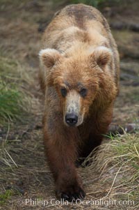 Brown bear (grizzly bear), Ursus arctos, Brooks River, Katmai National Park, Alaska