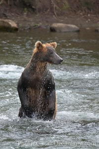 Brown bear (grizzly bear), Ursus arctos, Brooks River, Katmai National Park, Alaska