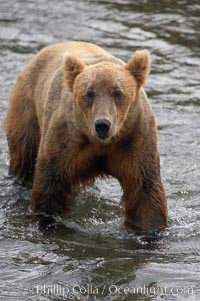 Brown bear (grizzly bear), Ursus arctos, Brooks River, Katmai National Park, Alaska