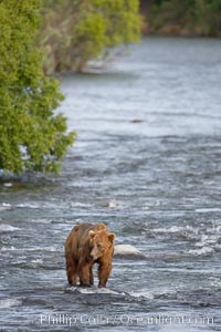 Brown bear (grizzly bear), Ursus arctos, Brooks River, Katmai National Park, Alaska