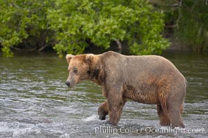 Brown bear (grizzly bear), Ursus arctos, Brooks River, Katmai National Park, Alaska