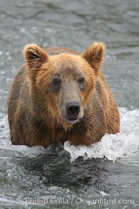 Brown bear (grizzly bear), Ursus arctos, Brooks River, Katmai National Park, Alaska