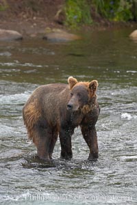 Brown bear (grizzly bear), Ursus arctos, Brooks River, Katmai National Park, Alaska