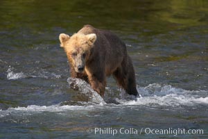 Brown bear (grizzly bear), Ursus arctos, Brooks River, Katmai National Park, Alaska