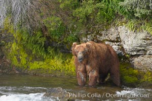 Brown bear (grizzly bear), Ursus arctos, Brooks River, Katmai National Park, Alaska