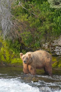 Brown bear (grizzly bear), Ursus arctos, Brooks River, Katmai National Park, Alaska