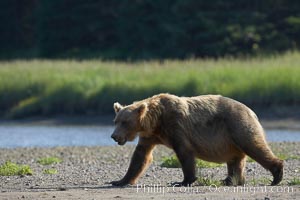 Brown bear paces alongside Silver Salmon Creek, Ursus arctos, Lake Clark National Park, Alaska