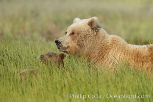 Brown bear female sow with spring cubs.  These cubs were born earlier in the spring and will remain with their mother for almost two years, relying on her completely for their survival, Ursus arctos, Lake Clark National Park, Alaska