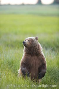 Young brown bear stands in tall sedge grass to get a better view of other approaching bears, Ursus arctos, Lake Clark National Park, Alaska