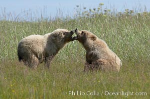 Brown bear cubs at play, Ursus arctos, Lake Clark National Park, Alaska