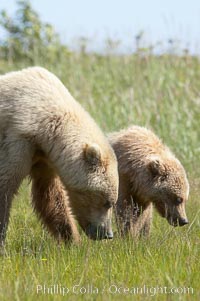 Mother brown bear sow and her one and a half year old cub graze on sedge grass, Ursus arctos, Lake Clark National Park, Alaska