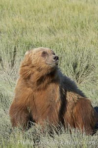 Coastal brown bear in meadow.  The tall sedge grasses in this coastal meadow are a food source for brown bears, who may eat 30 lbs of it each day during summer while waiting for their preferred food, salmon, to arrive in the nearby rivers, Ursus arctos, Lake Clark National Park, Alaska