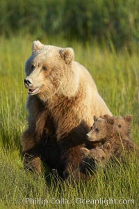 Brown bear female sow in sedge meadow, with her three spring cubs hidden by the deep grass next to her.  These cubs were born earlier in the spring and will remain with their mother for almost two years, relying on her completely for their survival, Ursus arctos, Lake Clark National Park, Alaska