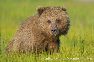 Coastal brown bear in sedge grass meadow, Ursus arctos, Lake Clark National Park, Alaska