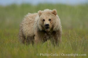 Coastal brown bear in sedge grass meadow, Ursus arctos, Lake Clark National Park, Alaska