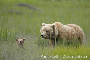 Female brown bear sow mother watches over her tiny spring cub in deep sedge grass, Ursus arctos, Lake Clark National Park, Alaska