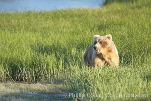 Coastal brown bear in meadow.  The tall sedge grasses in this coastal meadow are a food source for brown bears, who may eat 30 lbs of it each day during summer while waiting for their preferred food, salmon, to arrive in the nearby rivers, Ursus arctos, Lake Clark National Park, Alaska